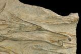 Plate Of Ordovician Crinoid Fossils - Marzane, Morocco #171262-4